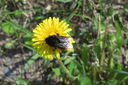 Filename=003~2.JPG
Filesize=404KiB
Dimensions=1600x1064
Date added=Mar 27, 2013 003~2.JPG