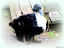 Filename=Anka2_1024x768.jpg
Filesize=114KiB
Dimensions=1024x768
Date added=Jun 10, 2013 Anka2_1024x768.jpg