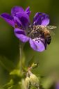 Filename=Bi.jpg
Filesize=210KiB
Dimensions=1365x2048
Date added=Jun 11, 2013 Bi.jpg