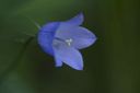 Filnamn=Blaklockan.jpg
Filstorlek=76KiB
Dimensioner=2048x1365
Uppladdade datum=Okt 09, 2012 Blaklockan.jpg