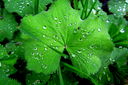 Filename=Daggkapa.jpg
Filesize=461KiB
Dimensions=1600x1064
Date added=Jun 10, 2013 Daggkapa.jpg