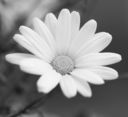 Filename=En_Svartvit_blomma_28mindre29.jpg
Filesize=216KiB
Dimensions=1600x1467
Date added=Jan 23, 2013 En_Svartvit_blomma_28mindre29.jpg