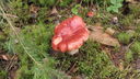 Filnamn=Flugsvamp_Mor_Annas_ang.JPG
Filstorlek=736KiB
Dimensioner=1920x1080
Uppladdade datum=Aug 13, 2012 Flugsvamp_Mor_Annas_ang.JPG