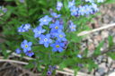 Filename=Forgetmigej.JPG
Filesize=353KiB
Dimensions=1600x1064
Date added=May 23, 2012 Forgetmigej.JPG