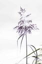 Filnamn=Grassiluett.jpg
Filstorlek=171KiB
Dimensioner=1365x2048
Uppladdade datum=Okt 09, 2012 Grassiluett.jpg