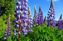 Filnamn=IMG_7617.JPG
Filstorlek=665KiB
Dimensioner=1600x1064
Uppladdade datum=Jun 11, 2013 IMG_7617.JPG