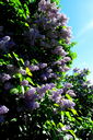 Filnamn=IMG_7618.JPG
Filstorlek=655KiB
Dimensioner=1064x1600
Uppladdade datum=Jun 11, 2013 IMG_7618.JPG