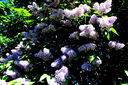 Filnamn=IMG_7619.JPG
Filstorlek=689KiB
Dimensioner=1600x1064
Uppladdade datum=Jun 11, 2013 IMG_7619.JPG