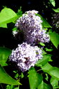 Filnamn=IMG_7620.JPG
Filstorlek=378KiB
Dimensioner=1064x1600
Uppladdade datum=Jun 11, 2013 IMG_7620.JPG