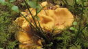 Filnamn=Kantareller_Mor_Annas_ang.JPG
Filstorlek=596KiB
Dimensioner=1920x1080
Uppladdade datum=Aug 13, 2012 Kantareller_Mor_Annas_ang.JPG