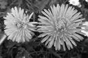 Filnamn=Maskrosor.jpg
Filstorlek=267KiB
Dimensioner=1600x1064
Uppladdade datum=Jun 10, 2013 Maskrosor.jpg