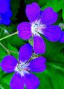 Filnamn=Midsommarblomster_3_557x768.jpg
Filstorlek=89KiB
Dimensioner=557x768
Uppladdade datum=Jun 07, 2013 Midsommarblomster_3_557x768.jpg