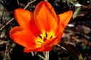Filnamn=Orange_tulpan_2_utan_namn.jpg
Filstorlek=498KiB
Dimensioner=1600x1064
Uppladdade datum=Jun 10, 2013 Orange_tulpan_2_utan_namn.jpg