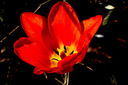 Filnamn=Rod_tulpan_2_utan_namn.jpg
Filstorlek=546KiB
Dimensioner=1600x1064
Uppladdade datum=Jun 10, 2013 Rod_tulpan_2_utan_namn.jpg