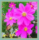 Filnamn=Rosa_blommor_750x768.jpg
Filstorlek=129KiB
Dimensioner=750x768
Uppladdade datum=Okt 25, 2013 Rosa_blommor_750x768.jpg