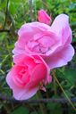 Filnamn=Rosa_rosor2C_Ludvika_511x768.jpg
Filstorlek=69KiB
Dimensioner=511x768
Uppladdade datum=Sep 27, 2012 Rosa_rosor2C_Ludvika_511x768.jpg