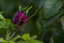 Filnamn=Rosenknopp.jpg
Filstorlek=174KiB
Dimensioner=2048x1365
Uppladdade datum=Okt 09, 2012 Rosenknopp.jpg