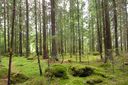 Filename=Skog_Finnaset-Vaghalsen2_1024x682.jpg
Filesize=223KiB
Dimensions=1024x682
Date added=Jun 18, 2012 Skog_Finnaset-Vaghalsen2_1024x682.jpg