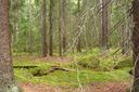 Filename=Skog_Finnaset-Vaghalsen3_1024x682.jpg
Filesize=198KiB
Dimensions=1024x682
Date added=Jun 18, 2012 Skog_Finnaset-Vaghalsen3_1024x682.jpg