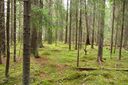Filename=Skog_Finnaset-Vaghalsen_1024x682.jpg
Filesize=207KiB
Dimensions=1024x682
Date added=Jun 18, 2012 Skog_Finnaset-Vaghalsen_1024x682.jpg