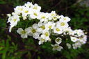 Filnamn=Spirea.jpg
Filstorlek=292KiB
Dimensioner=1600x1064
Uppladdade datum=Jun 10, 2013 Spirea.jpg
