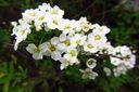 Spirea.jpg