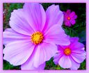 Filnamn=Stora_rosalila_blommor_935x768.jpg
Filstorlek=90KiB
Dimensioner=935x768
Uppladdade datum=Okt 25, 2013 Stora_rosalila_blommor_935x768.jpg