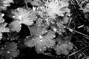 Filnamn=Vattenkristaller.jpg
Filstorlek=437KiB
Dimensioner=1600x1064
Uppladdade datum=Jun 10, 2013 Vattenkristaller.jpg