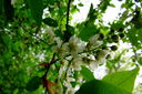 Filnamn=Vita_blommor_pa_trad.jpg
Filstorlek=362KiB
Dimensioner=1600x1064
Uppladdade datum=Jun 10, 2013 Vita_blommor_pa_trad.jpg
