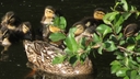 Filnamn=andfamilj.jpg
Filstorlek=1551KiB
Dimensioner=2047x1153
Uppladdade datum=Maj 29, 2018 andfamilj.jpg