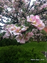 Filnamn=appelblomma.jpg
Filstorlek=119KiB
Dimensioner=448x600
Uppladdade datum=Jun 25, 2018 appelblomma.jpg
