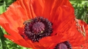 Filnamn=bi_i_vallmo.jpg
Filstorlek=149KiB
Dimensioner=800x450
Uppladdade datum=Jun 25, 2018 bi_i_vallmo.jpg
