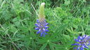 Filnamn=bla_lupin.JPG
Filstorlek=816KiB
Dimensioner=1920x1080
Uppladdade datum=Jun 14, 2012 bla_lupin.JPG