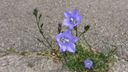 Filename=blomma_28229.JPG
Filesize=463KiB
Dimensions=1920x1080
Date added=Jun 14, 2012 blomma_28229.JPG