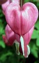 Filename=blomma_28Copy29.jpg
Filesize=42KiB
Dimensions=481x768
Date added=Jun 18, 2014 blomma_28Copy29.jpg