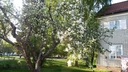 Filename=blommande_appeltrad2C_Eriksgatan_Ludvika.jpg
Filesize=188KiB
Dimensions=640x360
Date added=Jun 28, 2018 blommande_appeltrad2C_Eriksgatan_Ludvika.jpg