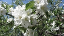 Filename=blommande_appeltra~0.jpg
Filesize=144KiB
Dimensions=720x405
Date added=Jun 29, 2018 blommande_appeltra~0.jpg