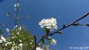 Filename=blommande_korsbar.jpg
Filesize=81KiB
Dimensions=640x360
Date added=Jun 29, 2018 blommande_korsbar.jpg