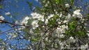 Filename=blommande_korsbarstrad.jpg
Filesize=183KiB
Dimensions=640x360
Date added=Jun 29, 2018 blommande_korsbarstrad.jpg