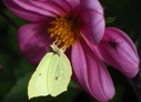 Filename=citron.jpg
Filesize=1611KiB
Dimensions=2047x1484
Date added=Sep 07, 2017 citron.jpg