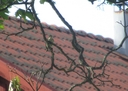 Filnamn=fagel.jpg
Filstorlek=1690KiB
Dimensioner=2048x1458
Uppladdade datum=Jun 19, 2018 fagel.jpg