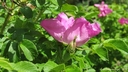 Filnamn=fin_nyponblomma.jpg
Filstorlek=181KiB
Dimensioner=800x450
Uppladdade datum=Jun 25, 2018 fin_nyponblomma.jpg