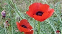 Filnamn=fina_vallmo.jpg
Filstorlek=188KiB
Dimensioner=800x450
Uppladdade datum=Jun 25, 2018 fina_vallmo.jpg