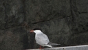 Filename=fisktarna.jpg
Filesize=1204KiB
Dimensions=2048x1171
Date added=Aug 14, 2018 fisktarna.jpg