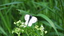 Filnamn=fjarlil.JPG
Filstorlek=406KiB
Dimensioner=1920x1080
Uppladdade datum=Jun 14, 2012 fjarlil.JPG