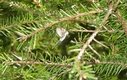 Filnamn=fly.jpg
Filstorlek=2070KiB
Dimensioner=2048x1288
Uppladdade datum=Maj 09, 2017 fly.jpg