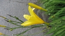 Filnamn=gul_blomma.jpg
Filstorlek=88KiB
Dimensioner=672x378
Uppladdade datum=Jun 25, 2018 gul_blomma.jpg