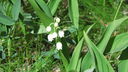 Filnamn=liljekonvalj.JPG
Filstorlek=559KiB
Dimensioner=1920x1080
Uppladdade datum=Jun 14, 2012 liljekonvalj.JPG