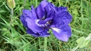 Filnamn=morkbla_iris.jpg
Filstorlek=153KiB
Dimensioner=768x432
Uppladdade datum=Jun 25, 2018 morkbla_iris.jpg