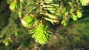 Filnamn=nar_granen_vaxer.jpg
Filstorlek=94KiB
Dimensioner=600x338
Uppladdade datum=Jun 29, 2018 nar_granen_vaxer.jpg